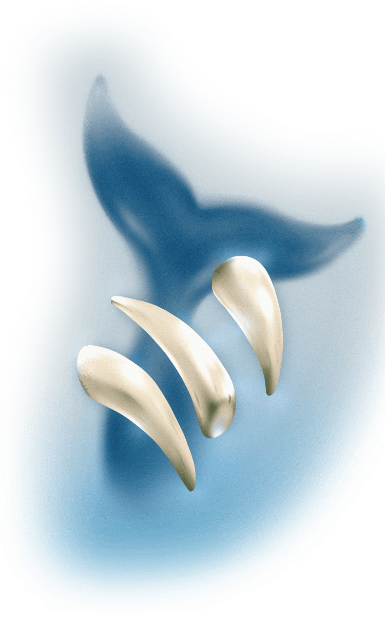Whale Teeth